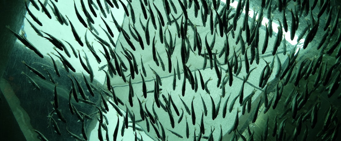 fishes in captivity