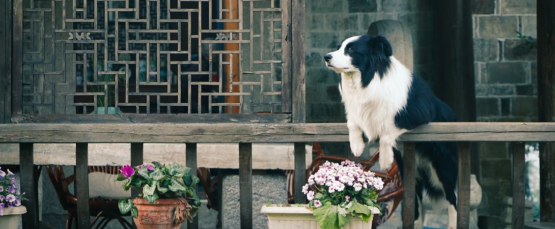 a dog hanging over a Japanese home's wooden fence