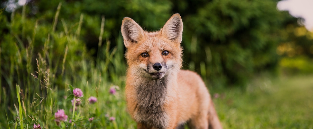 a fox in a field looking curious