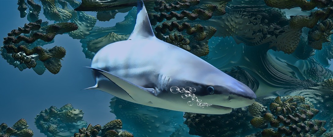 shark swimming underwater
