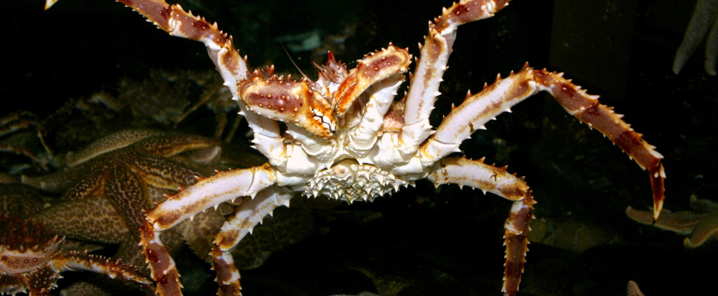 front view of red king crab under water