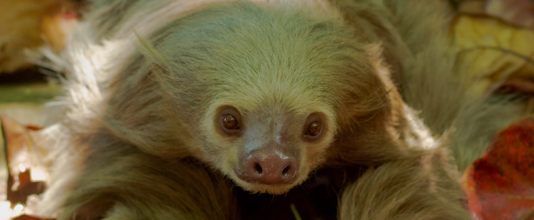 garden-sloth