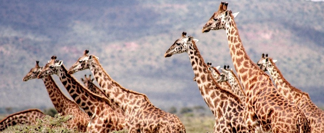 a tower of giraffes