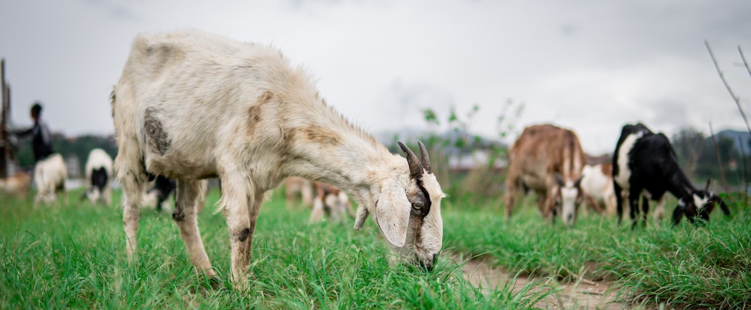goats-grazing-overcast