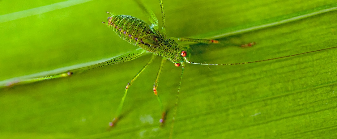 a green insect with red eyes on a green leaf