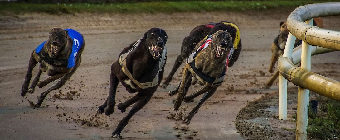 greyhound racing