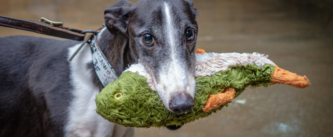 greyhound with toy