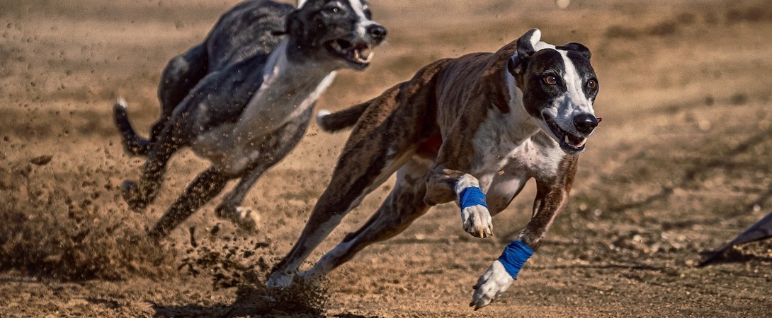 greyhounds racing