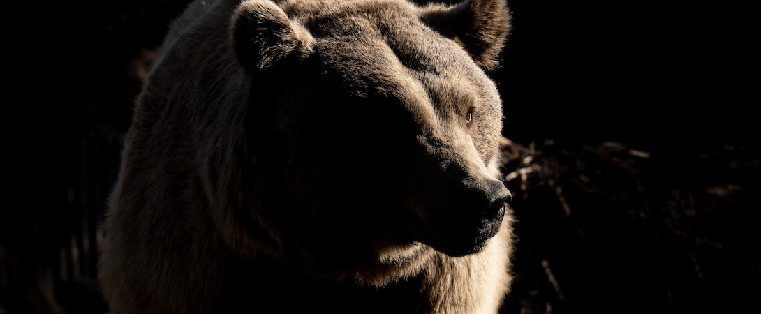 grizzly bear moody