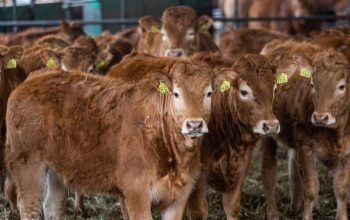 group of young brown cows staring at camera Poland