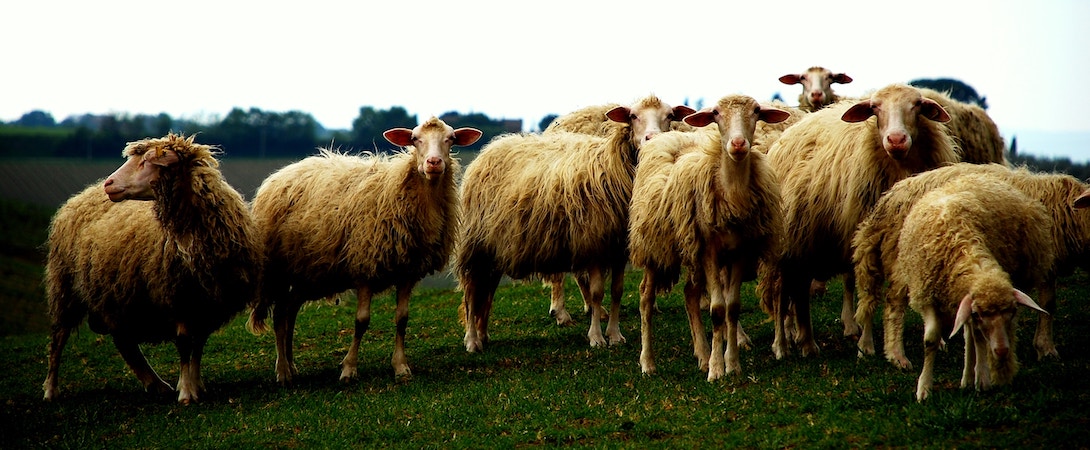 herd of sheep in a field