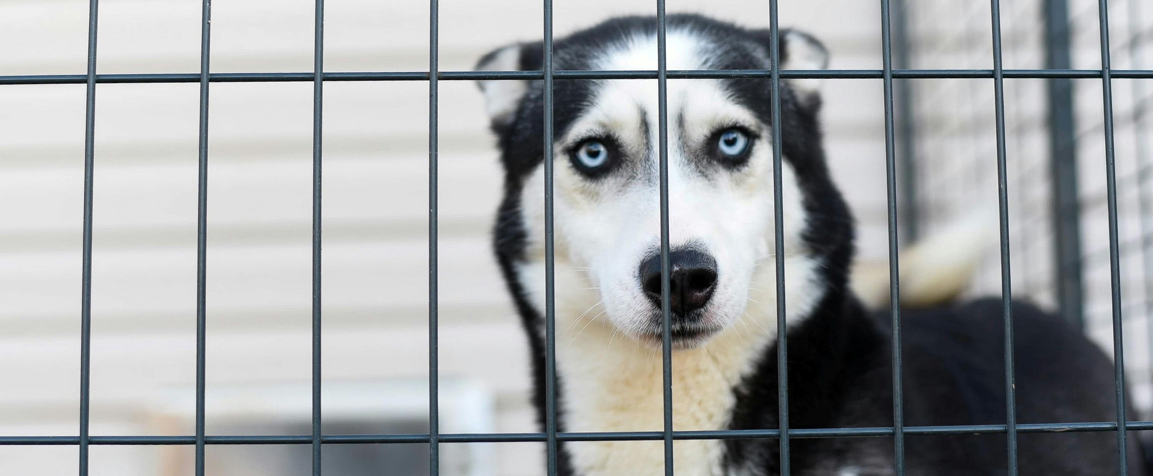 husky-type dog staring out from kennel bars