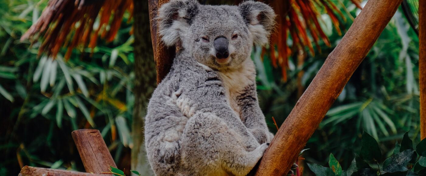 Koala sitting on tree.