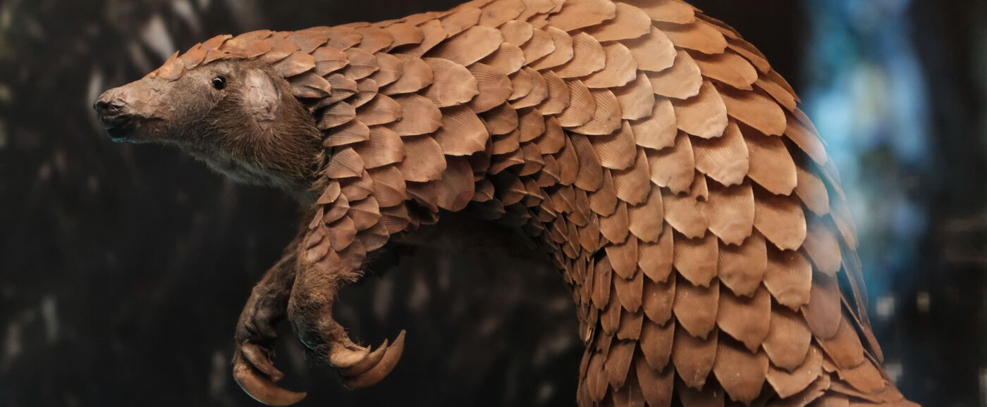 Pangolin