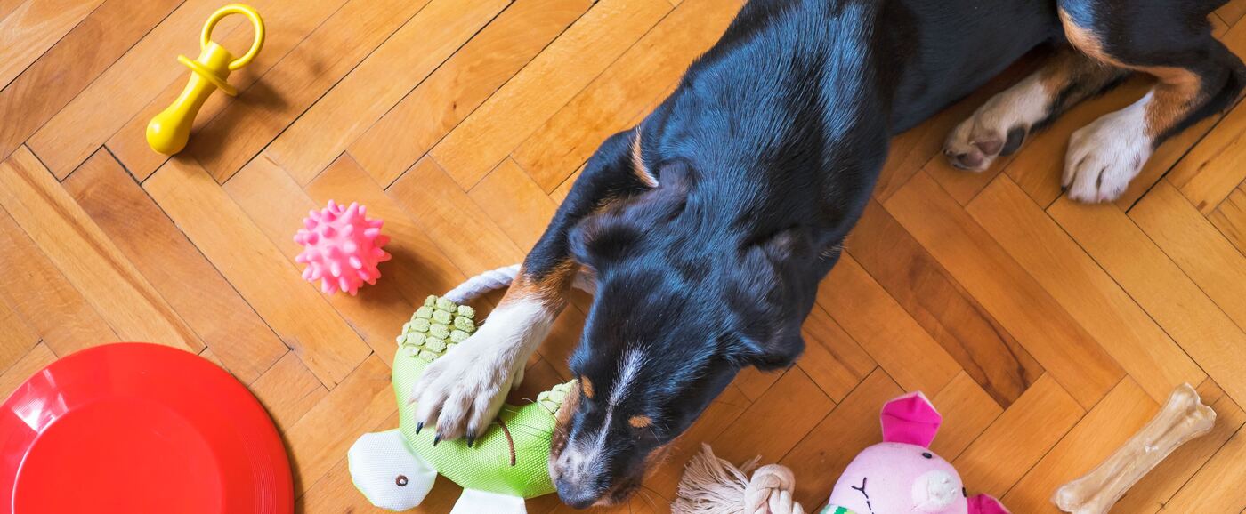 Dog playing with toys