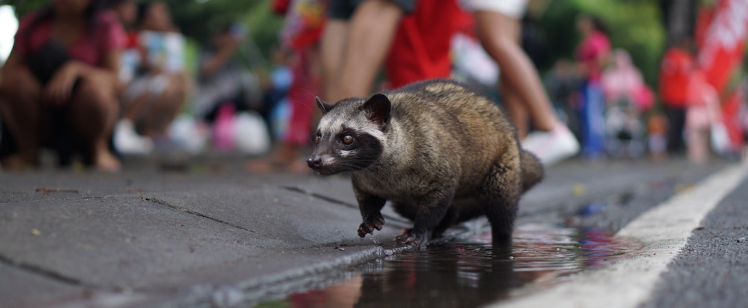 urban animal