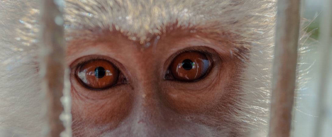 macaque behind bars