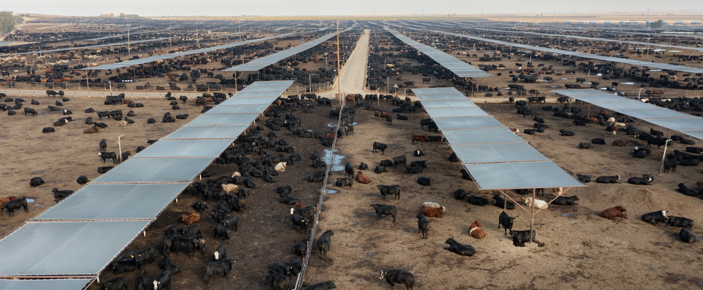 massive feedlot beef cattle Coalinga California