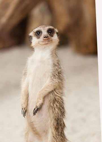 meerkat-emails.jpg