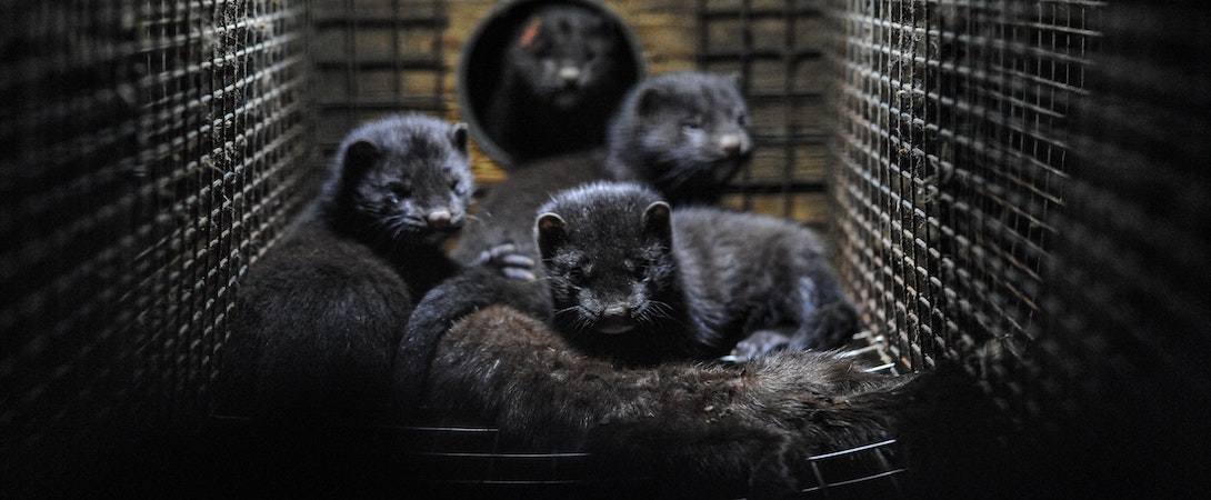 mink in cage