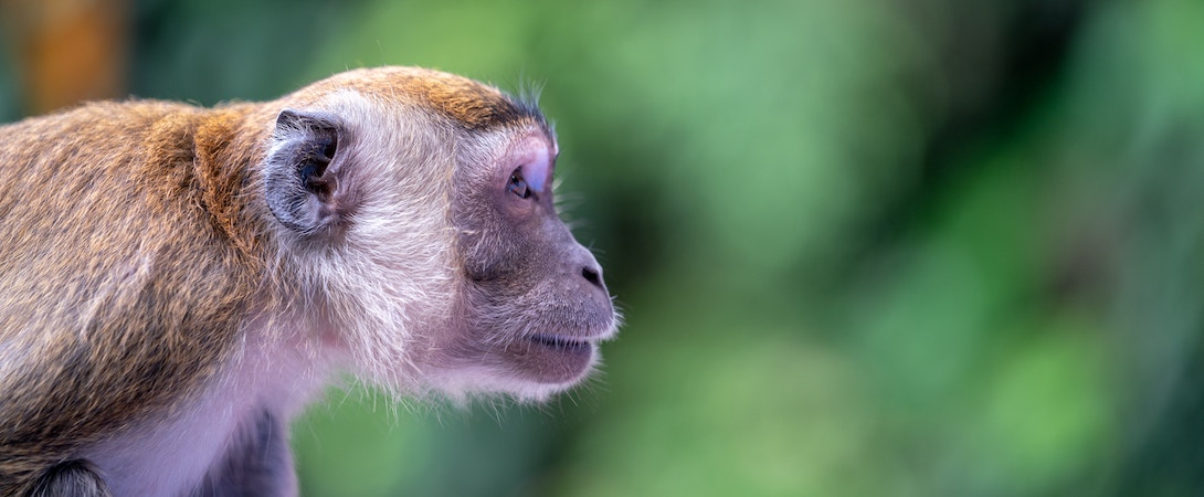 monkey-in-malaysia