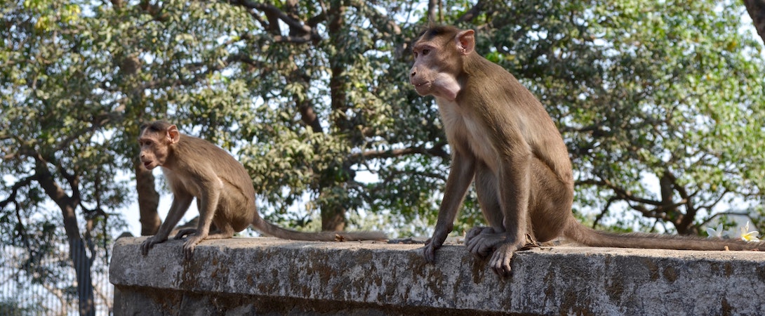monkeys-on-a-ledge