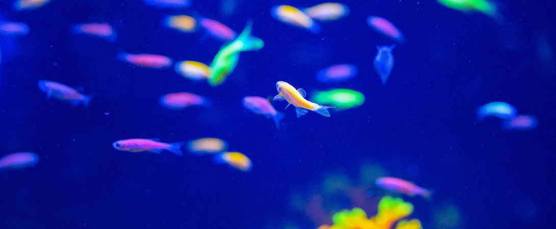 multicolored fishes