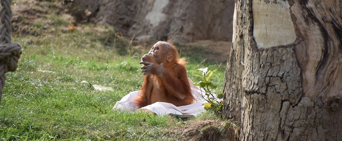 an orangutan sitting outside whilst contemplating with his hand on his chin