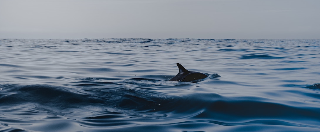 orca fin poking out above the water