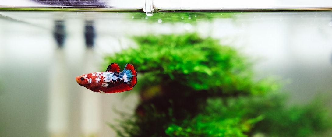 ornamental fish
