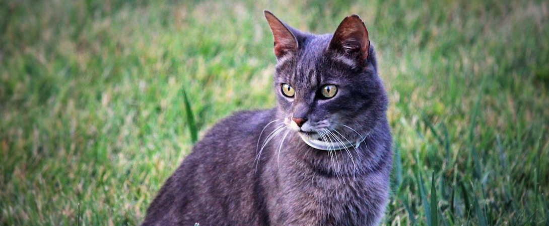 grey tabby cat with collar outdoors