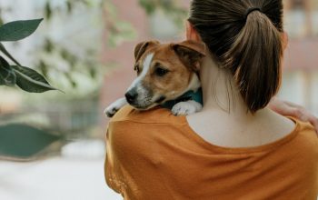 person holding small brown-and-white dog view from behind