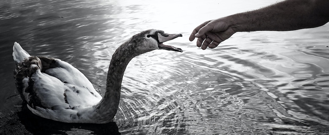 person-reaching-out-to-swan
