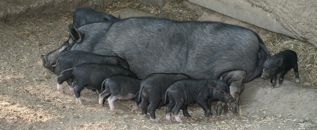 piglets drinking milk from their mother sow