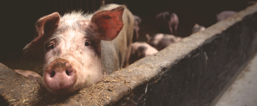pig in a factory farm