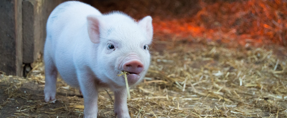 pig in some straw