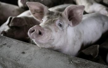 pig looking over concrete wall of crowded pen