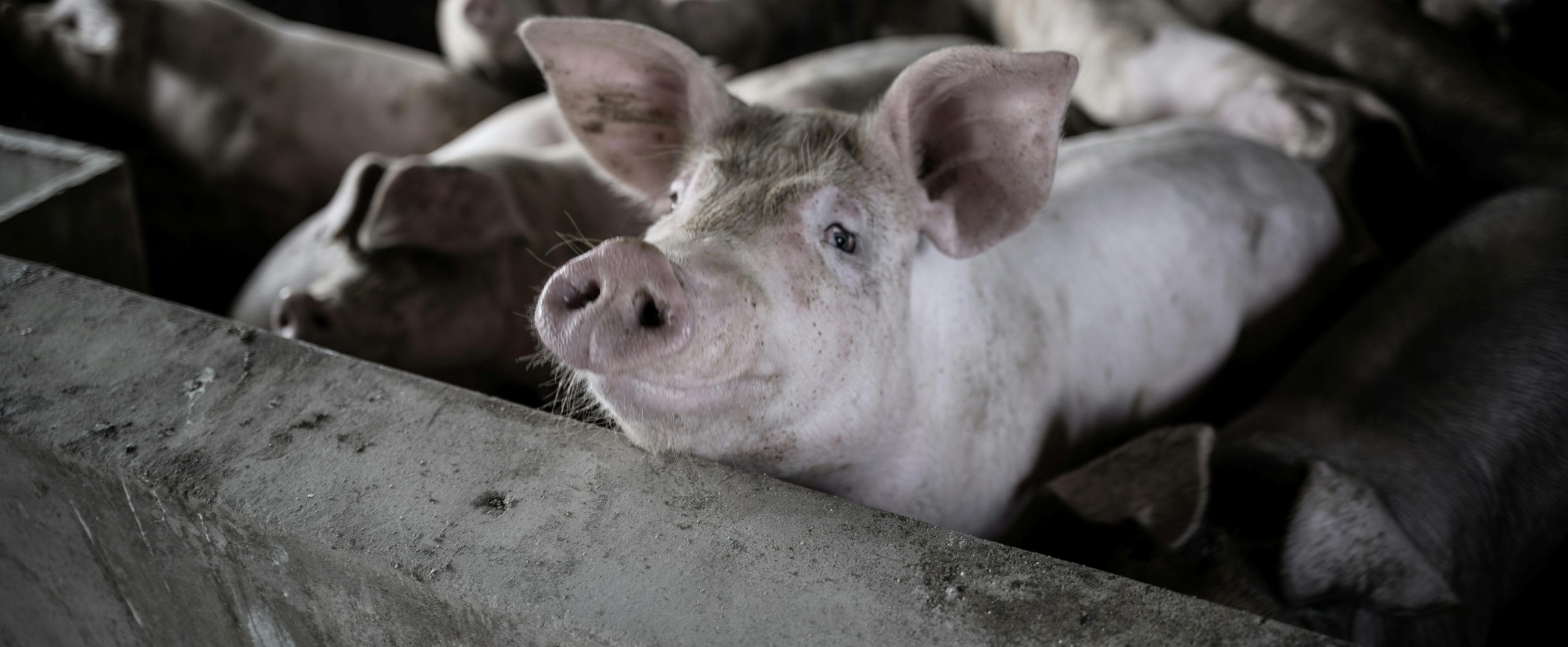 pig looking over concrete wall of crowded pen