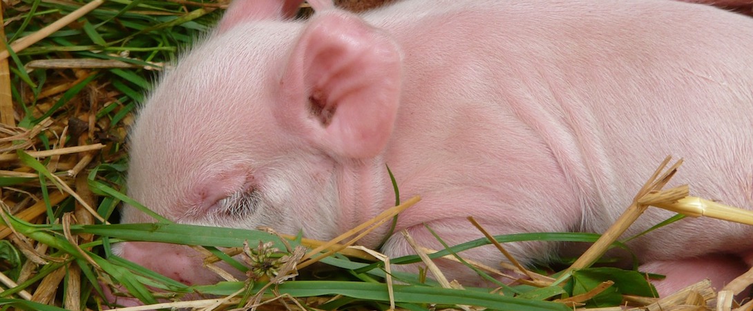 pig sleeping in grass