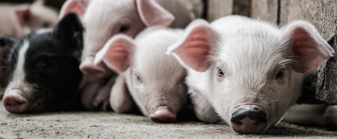 pigs-lying-down