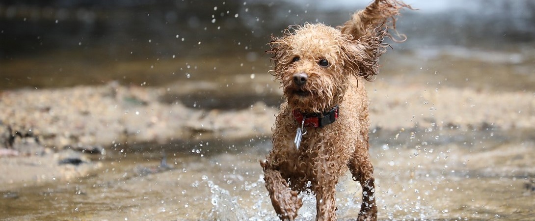 wet dog running on a puddle
