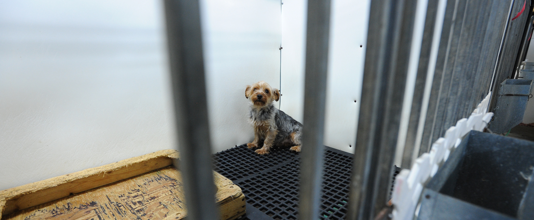 lonely puppy behind bars