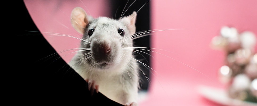 rat-on-pink-background