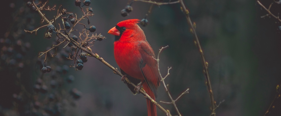 red cardinal in a berry bush