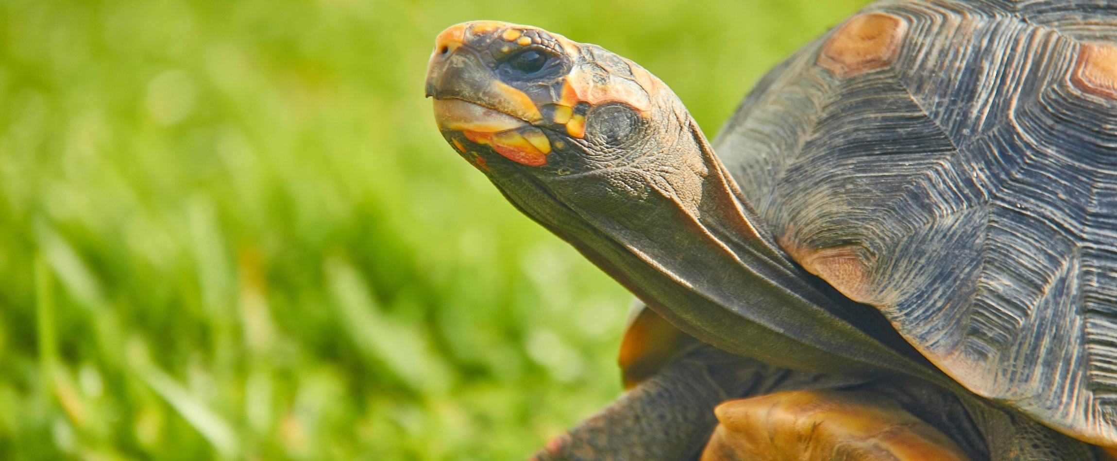 red-footed tortoise on grass