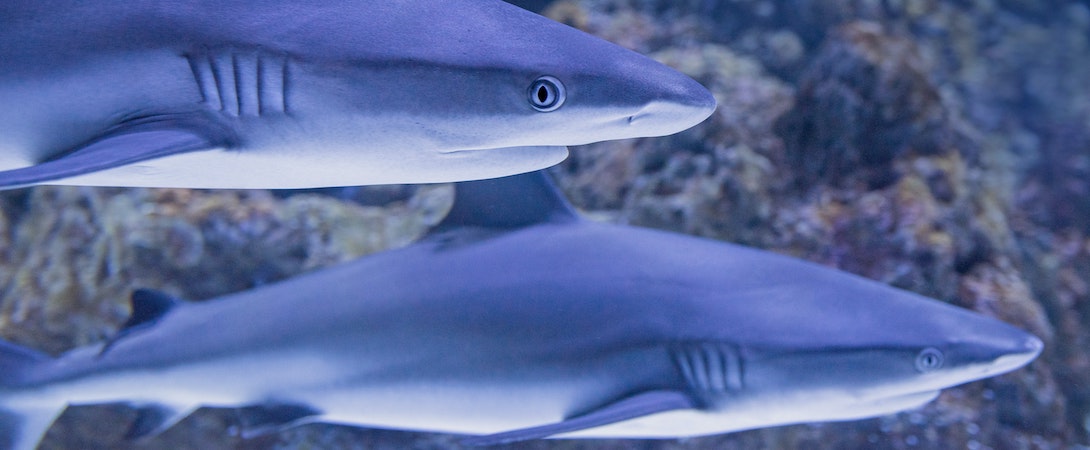 reef sharks