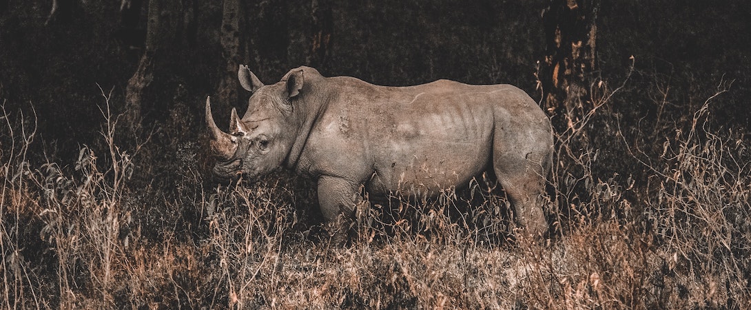 rhino-in-kenya