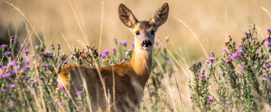 a roe deer in a field of flowers