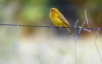 saffron finch perched on wire Goias Brazil