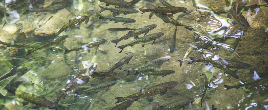 school of fish